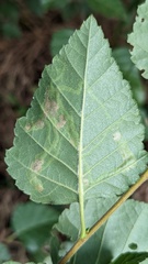 Agromyza alnibetulae