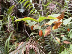 Prosartes smithii