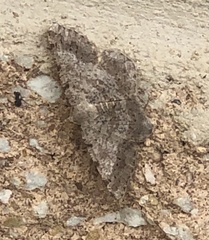 Digrammia ocellinata