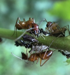 Camponotus castaneus