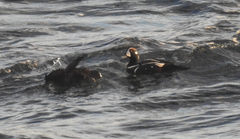 Histrionicus histrionicus