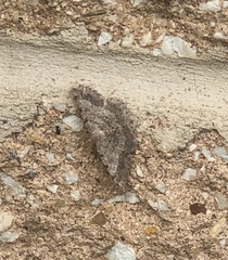 Digrammia ocellinata