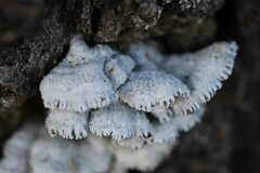 Schizophyllum commune