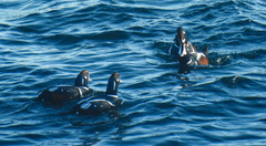 Histrionicus histrionicus