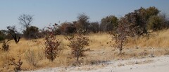 Colophospermum mopane image