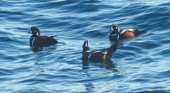 Histrionicus histrionicus