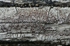 Lecanora campestris