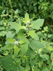 Chenopodium ucrainicum