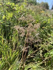 Valeriana officinalis