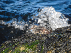 Calidris maritima