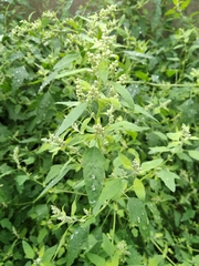 Chenopodium ucrainicum