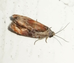 Zomaria interruptolineana