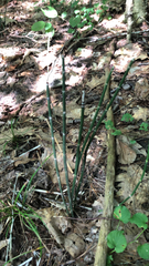 Equisetum hyemale