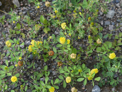 Trifolium campestre