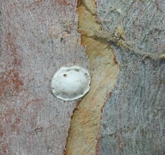 Reticularia lycoperdon