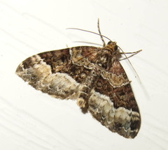 Euphyia intermediata