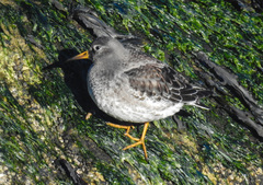 Calidris maritima