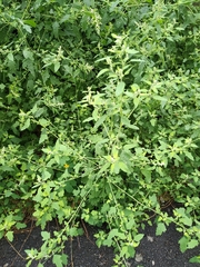 Chenopodium ucrainicum