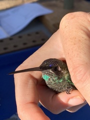 Eugenes fulgens