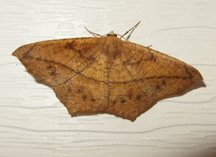 Prochoerodes lineola