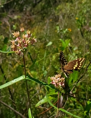 Asclepias lanceolata × rubra