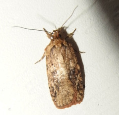 Agonopterix pulvipennella