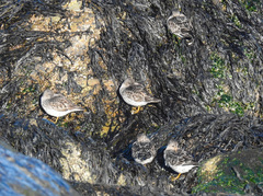 Calidris maritima