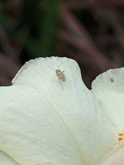 Taylorilygus apicalis