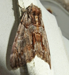 Catocala praeclara