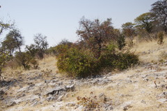 Colophospermum mopane