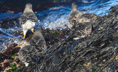 Calidris maritima