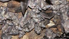 Macrotus californicus