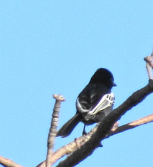 Melaniparus niger niger