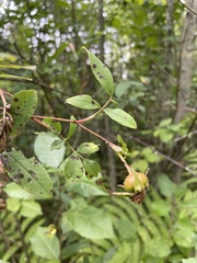 Rosa palustris