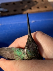 Eugenes fulgens