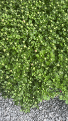 Mesembryanthemum cordifolium