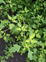 Chenopodium ucrainicum