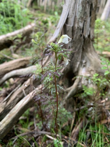 Pedicularis keiskei iNat (3)
