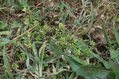 Lepidium virginicum