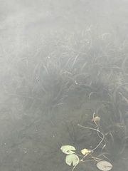 Potamogeton perfoliatus