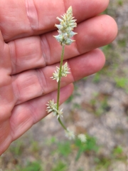 Froelichia floridana