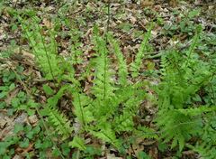 Dryopteris cristata