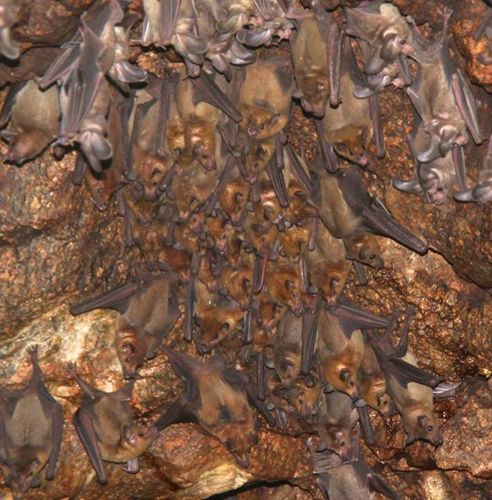 Lesser Long-nosed Bat