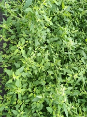 Chenopodium ucrainicum