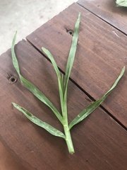 Eleusine indica