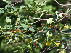 Amelanchier alnifolia