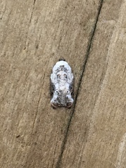 Acleris nivisellana