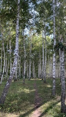 Betula pendula