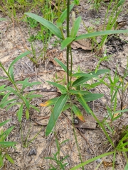 Froelichia floridana