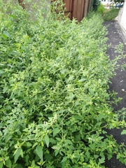 Chenopodium ucrainicum